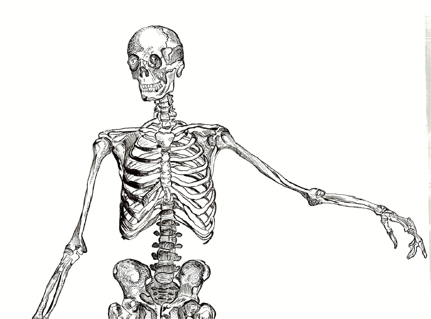 Skeleton